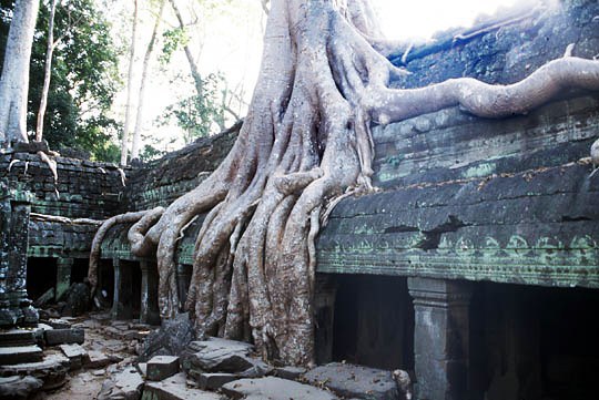 ta-prohm03
