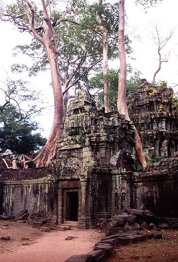 ta-prohm21