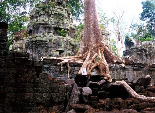 ta-prohm22