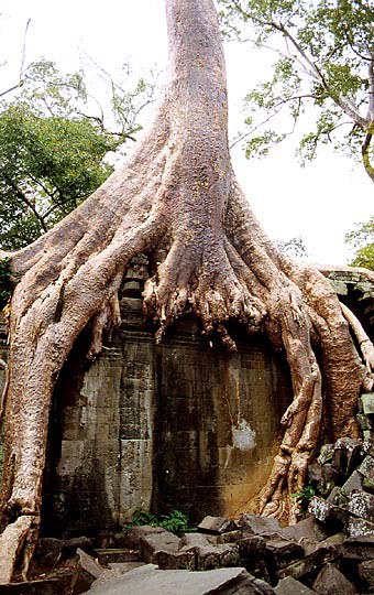 ta-prohm23