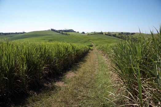sugar_cane-south africa-4