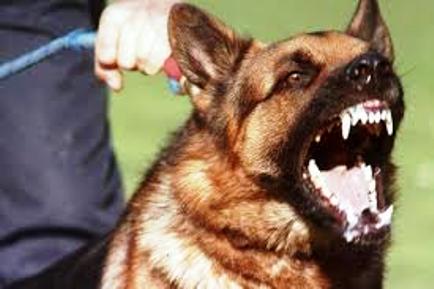 dog-1