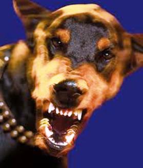 dog-4