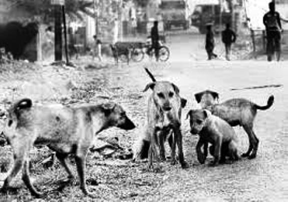 dog-5