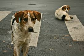 dog-7