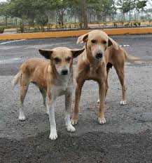 dog-8