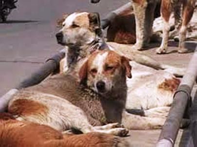 dog-9