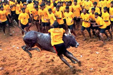 jallikattu-2