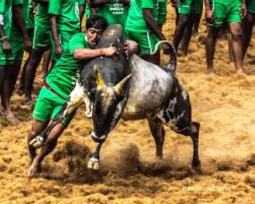 jallikattu-3