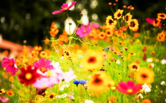 flowers-1
