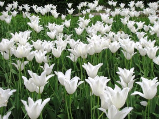 tulips -flowers