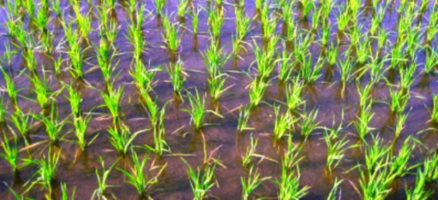 paddy-field