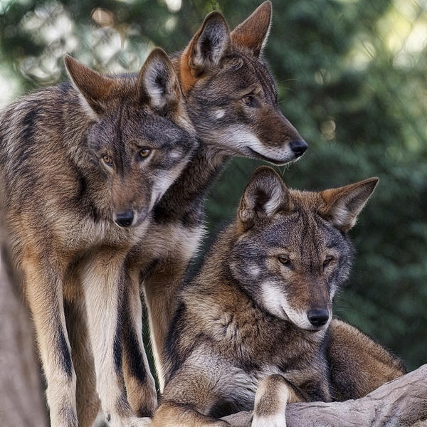 wolves